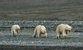 Wrangel Island – Visit a Polar Bear Sanctuary at the Very Top of the World