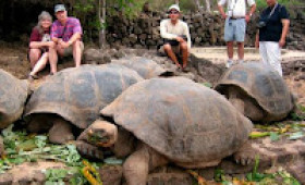 Cruise Weekly Comment: Galápagos