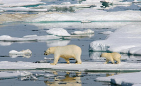 HERITAGE EXPEDITIONS OFFERS THE ULTIMATE POLAR BEAR ADVENTURE
