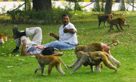 Struth! Serious monkey trouble bites Delhi