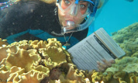 Great Barrier Reef volunteer travel program