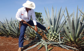ANYTHING BUT CACTUS ON THE TEQUILA ROUTE