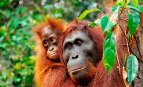 Orion’s Borneo expeditions – endangered wildlife, ancient temples and coral reefs