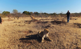 Walk with the Lions of Africa