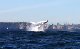Popular Whale Watching Cruise Back in 2008