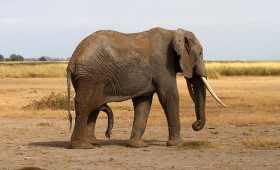 Struth! Five legged elephant dwindles traveller’s confidence
