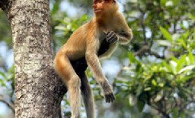 Monkey Business in Borneo