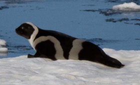 Russia’s undiscovered Sea – wildlife encounters with the rare ringed ice seal