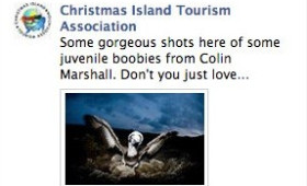 Struth! Juvenile Boobies too much for Facebook
