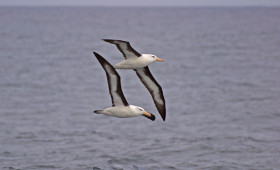 “Going, Going Gone” – Hurtigruten Raises Funds for “Save the Albatross” and others