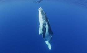 Whale Swim in Tonga – special offer
